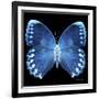 Miss Butterfly Formosana Sq - X-Ray Black Edition-Philippe Hugonnard-Framed Photographic Print