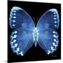 Miss Butterfly Formosana Sq - X-Ray Black Edition-Philippe Hugonnard-Mounted Photographic Print