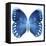 Miss Butterfly Formosana Sq - X-Ray White Edition-Philippe Hugonnard-Framed Stretched Canvas