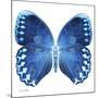 Miss Butterfly Formosana Sq - X-Ray White Edition-Philippe Hugonnard-Mounted Photographic Print