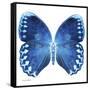 Miss Butterfly Formosana Sq - X-Ray White Edition-Philippe Hugonnard-Framed Stretched Canvas