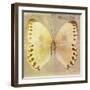 Miss Butterfly Formosana Sq - Yellow & Dark Beige-Philippe Hugonnard-Framed Photographic Print