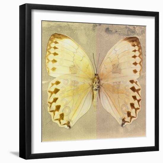 Miss Butterfly Formosana Sq - Yellow & Dark Beige-Philippe Hugonnard-Framed Photographic Print