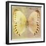 Miss Butterfly Formosana Sq - Yellow & Dark Beige-Philippe Hugonnard-Framed Photographic Print