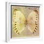 Miss Butterfly Formosana Sq - Yellow & Dark Beige-Philippe Hugonnard-Framed Photographic Print