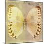 Miss Butterfly Formosana Sq - Yellow & Dark Beige-Philippe Hugonnard-Mounted Photographic Print