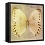 Miss Butterfly Formosana Sq - Yellow & Dark Beige-Philippe Hugonnard-Framed Stretched Canvas