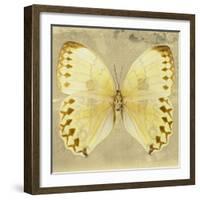 Miss Butterfly Formosana Sq - Yellow-Philippe Hugonnard-Framed Photographic Print