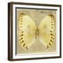 Miss Butterfly Formosana Sq - Yellow-Philippe Hugonnard-Framed Photographic Print