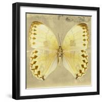 Miss Butterfly Formosana Sq - Yellow-Philippe Hugonnard-Framed Photographic Print