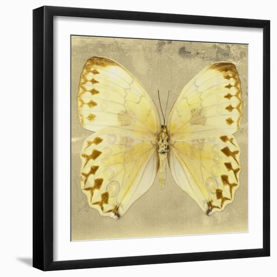 Miss Butterfly Formosana Sq - Yellow-Philippe Hugonnard-Framed Photographic Print