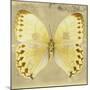 Miss Butterfly Formosana Sq - Yellow-Philippe Hugonnard-Mounted Photographic Print