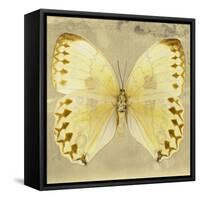 Miss Butterfly Formosana Sq - Yellow-Philippe Hugonnard-Framed Stretched Canvas