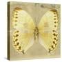 Miss Butterfly Formosana Sq - Yellow-Philippe Hugonnard-Stretched Canvas