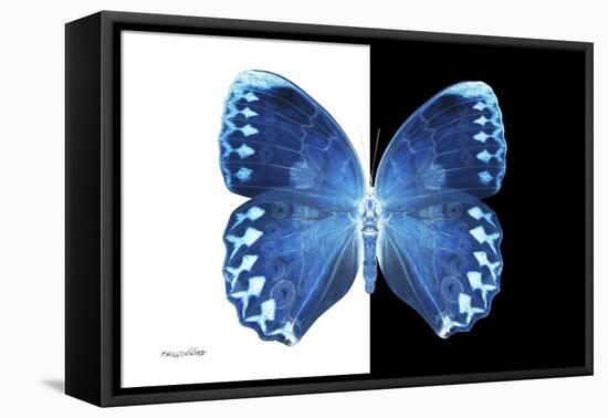 Miss Butterfly Formosana - X-Ray B&W Edition-Philippe Hugonnard-Framed Stretched Canvas