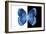 Miss Butterfly Formosana - X-Ray B&W Edition-Philippe Hugonnard-Framed Photographic Print