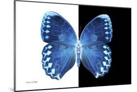 Miss Butterfly Formosana - X-Ray B&W Edition-Philippe Hugonnard-Mounted Photographic Print