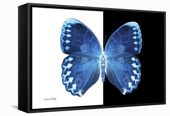 Miss Butterfly Formosana - X-Ray B&W Edition-Philippe Hugonnard-Framed Stretched Canvas