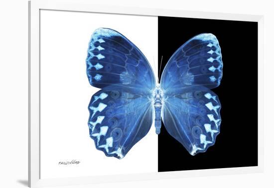 Miss Butterfly Formosana - X-Ray B&W Edition-Philippe Hugonnard-Framed Photographic Print