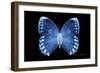 Miss Butterfly Formosana - X-Ray Black Edition-Philippe Hugonnard-Framed Photographic Print