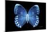 Miss Butterfly Formosana - X-Ray Black Edition-Philippe Hugonnard-Mounted Photographic Print