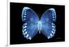 Miss Butterfly Formosana - X-Ray Black Edition-Philippe Hugonnard-Framed Photographic Print