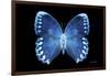 Miss Butterfly Formosana - X-Ray Black Edition-Philippe Hugonnard-Framed Photographic Print