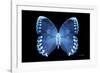 Miss Butterfly Formosana - X-Ray Black Edition-Philippe Hugonnard-Framed Photographic Print