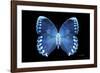 Miss Butterfly Formosana - X-Ray Black Edition-Philippe Hugonnard-Framed Photographic Print