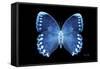 Miss Butterfly Formosana - X-Ray Black Edition-Philippe Hugonnard-Framed Stretched Canvas