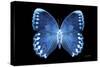 Miss Butterfly Formosana - X-Ray Black Edition-Philippe Hugonnard-Stretched Canvas