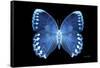 Miss Butterfly Formosana - X-Ray Black Edition-Philippe Hugonnard-Framed Stretched Canvas