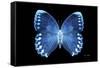 Miss Butterfly Formosana - X-Ray Black Edition-Philippe Hugonnard-Framed Stretched Canvas