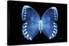 Miss Butterfly Formosana - X-Ray Black Edition-Philippe Hugonnard-Stretched Canvas