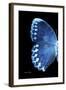 Miss Butterfly Formosana - X-Ray Left Black Edition-Philippe Hugonnard-Framed Photographic Print