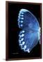 Miss Butterfly Formosana - X-Ray Left Black Edition-Philippe Hugonnard-Framed Photographic Print