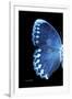 Miss Butterfly Formosana - X-Ray Left Black Edition-Philippe Hugonnard-Framed Premium Photographic Print