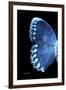 Miss Butterfly Formosana - X-Ray Left Black Edition-Philippe Hugonnard-Framed Premium Photographic Print