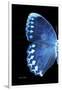 Miss Butterfly Formosana - X-Ray Left Black Edition-Philippe Hugonnard-Framed Photographic Print