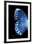 Miss Butterfly Formosana - X-Ray Left Black Edition-Philippe Hugonnard-Framed Photographic Print