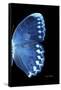 Miss Butterfly Formosana - X-Ray Right Black Edition-Philippe Hugonnard-Framed Stretched Canvas