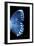 Miss Butterfly Formosana - X-Ray Right Black Edition-Philippe Hugonnard-Framed Photographic Print