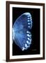 Miss Butterfly Formosana - X-Ray Right Black Edition-Philippe Hugonnard-Framed Photographic Print