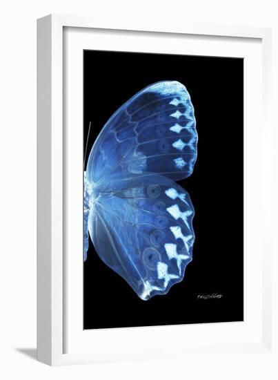 Miss Butterfly Formosana - X-Ray Right Black Edition-Philippe Hugonnard-Framed Photographic Print