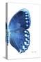 Miss Butterfly Formosana - X-Ray Right White Edition-Philippe Hugonnard-Stretched Canvas