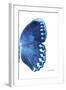 Miss Butterfly Formosana - X-Ray Right White Edition-Philippe Hugonnard-Framed Photographic Print