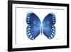 Miss Butterfly Formosana - X-Ray White Edition-Philippe Hugonnard-Framed Photographic Print