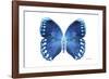 Miss Butterfly Formosana - X-Ray White Edition-Philippe Hugonnard-Framed Photographic Print