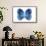 Miss Butterfly Formosana - X-Ray White Edition-Philippe Hugonnard-Framed Stretched Canvas displayed on a wall