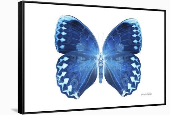 Miss Butterfly Formosana - X-Ray White Edition-Philippe Hugonnard-Framed Stretched Canvas